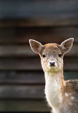 Damhert van Nature thru lens