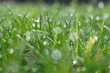 La rosée sur l'herbe