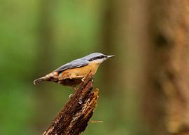 Nuthatch by Merijn Loch