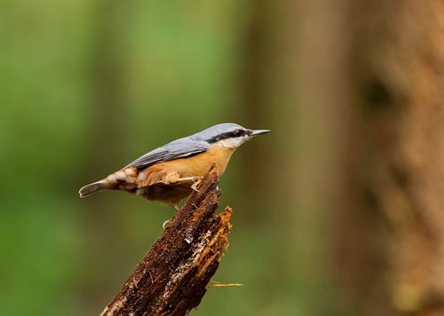 Nuthatch