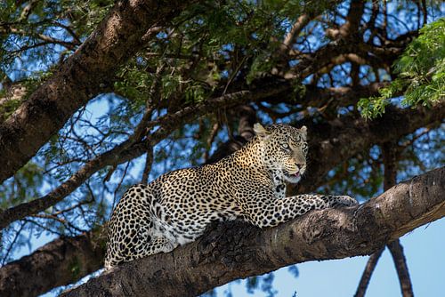 Leopard auf einem Baum