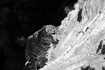 Sri Lanka panter in de boom van Bobsphotography
