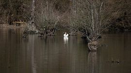 Knobbelzwaan te midden van ondergelopen wilgen aan de Altrhein bij Kappel-Gra van Markus Gann