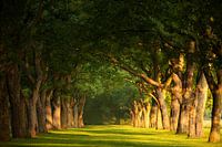 A roof of Trees