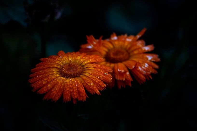 Blume im Herbst  von Christina Sudbrock