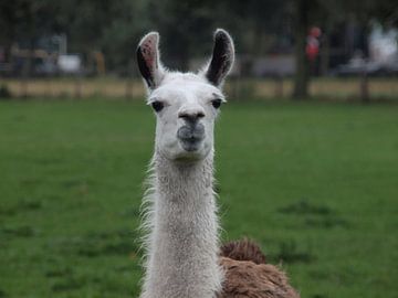 Lama or Alpaca... in the Netherlands by Annie Lausberg-Pater
