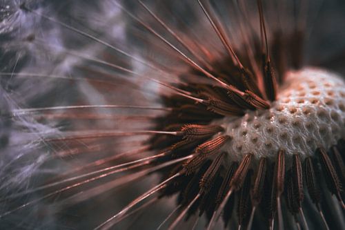 Löwenzahnrot leuchten