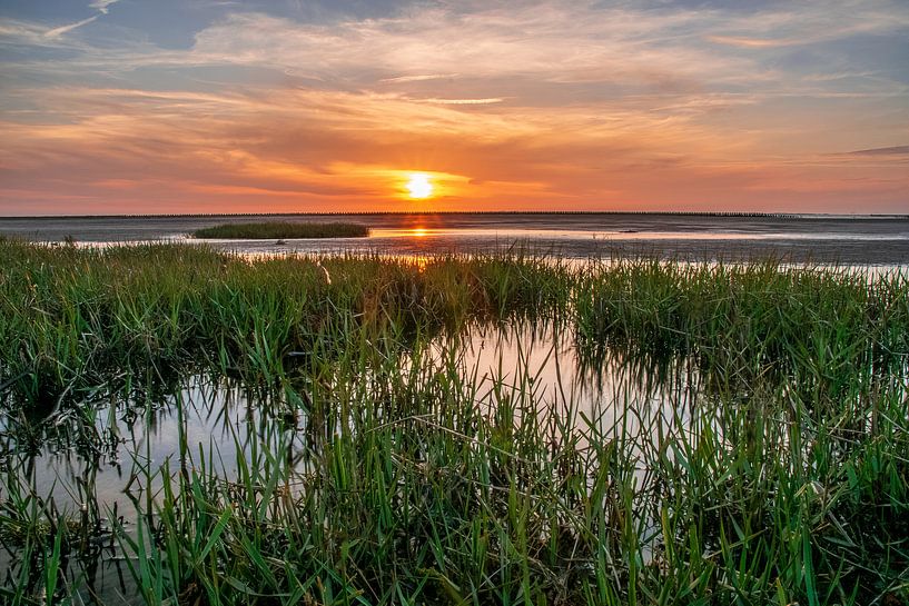 Salt marshes by Dieter Rabenstein