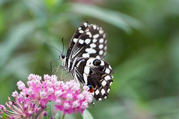 Happy Hour by QEIMOY