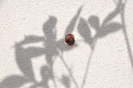 Shadows by Agostino Lo Coco