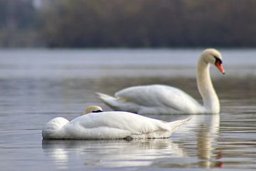 Höckerschwan von John Kerkhofs