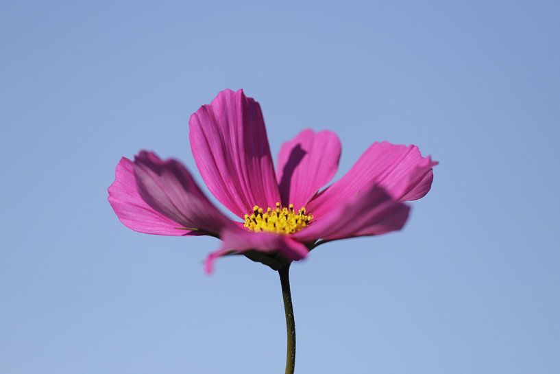 Roze Cosmea bloem in de blauwe lucht by Cora Unk