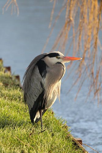 Reiger
