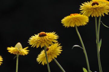 Pollen doré sur Elmo Brack