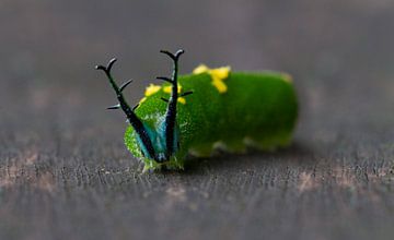 Diaethria caterpillar van BL Photography