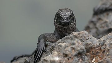 Juvenile marine iguana  van Tim van Vilsteren
