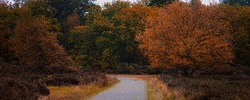 pad tussen de herfstkleuren van peterheinspictures