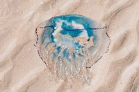 The colorful jellyfish