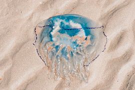 The colorful jellyfish by Jim Abbring