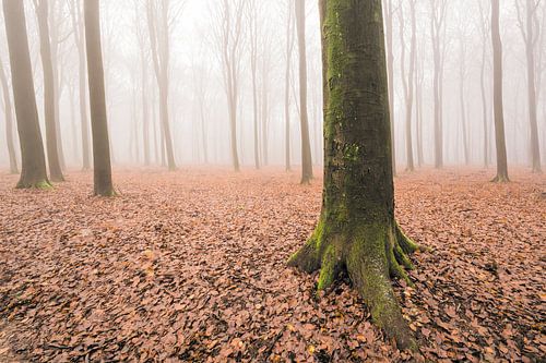 Forêt de hêtres brumeuse par un jour d'hiver brumeux