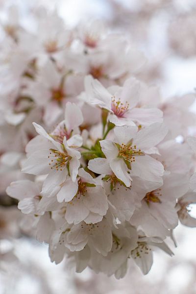 Cherry Blossom by Mark van Harlingen