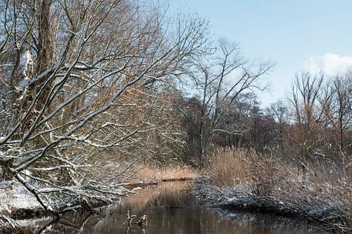 Petit Dommel avec de la neige