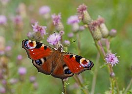 Dagpauwoog van Alex Davidse