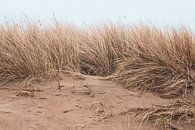 Duinen van Denise Tiggelman thumbnail