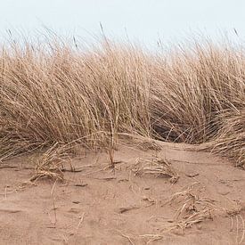 Dunes sur Denise Tiggelman