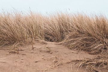 Dunes sur Denise Tiggelman
