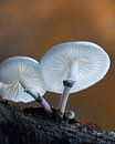 Porcelain mushrooms in the forest by Ralf Köhnke thumbnail