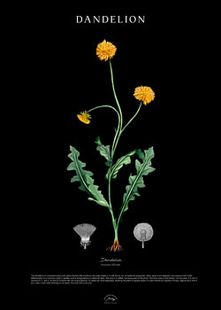 Paardenbloem