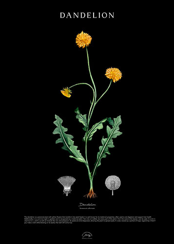 Dandelion