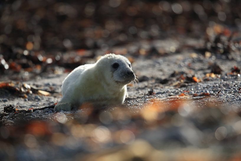 Kegelrobbe Heuler Insel Helgoland Deutschland von Frank Fichtmüller