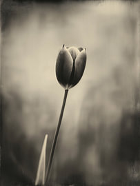 Tulpe im sanften Licht Nr. 27 von Studio Silver & Sepia