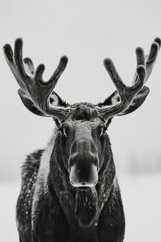 Imposante elanden - zwart-wit fotografie voor liefhebbers van wilde dieren