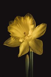 Gele Narcis – Fine Art Bloemportret van Sandra Hazes