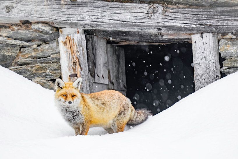 Fox for barn by Sam Mannaerts