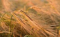 Gerste im Sommer auf dem Feld