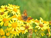Kleine vuurvlinder op geel jacobskruid