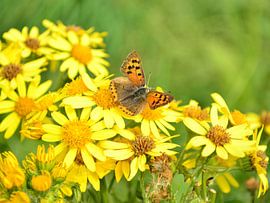 Kleines Glühwürmchen auf gelber Jacobswurzel von Greta Lipman