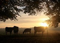 Trächtige Kühe unter Bäumen im Morgenlicht