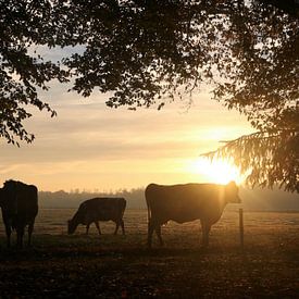 Trächtige Kühe unter Bäumen im Morgenlicht von Ina Roke