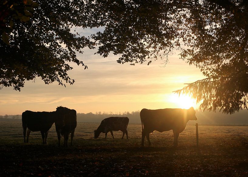 Vaches en gestation sous les arbres à la lumière du matin par Ina Roke