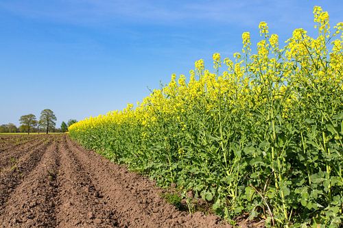 Nederlands landschap met geploegde akker en geel bloeiend veld met koolzaadplanten