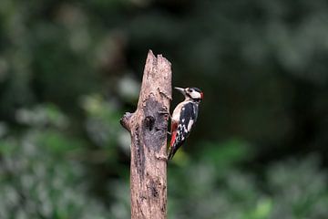 Great spotted woodpecker on a branch