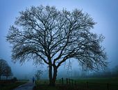 silhouet van een boom van Anita van Gendt thumbnail