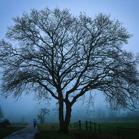 silhouette d'un arbre sur Anita van Gendt