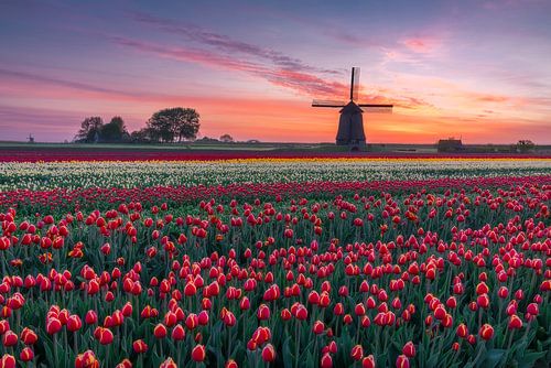 Molen en tulpen