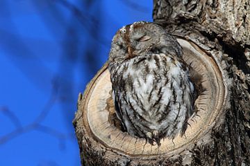 Tawny owl (Strix aluco) in a hollow tree stump Germany von Frank Fichtmüller